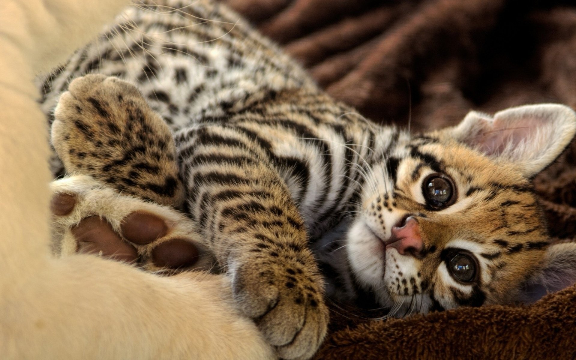 gatito peludo mirada leopardo