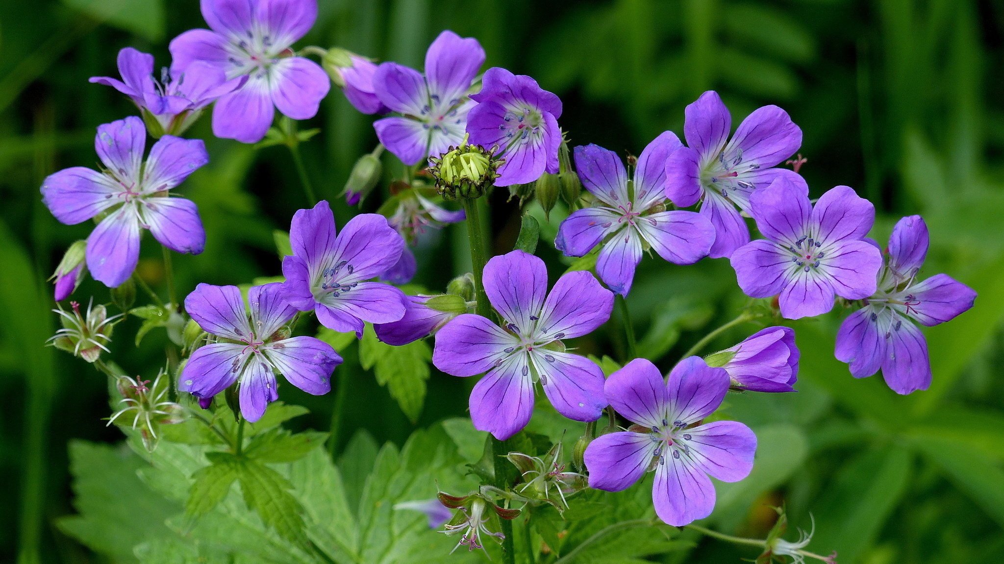 geranium flowers closeup purple