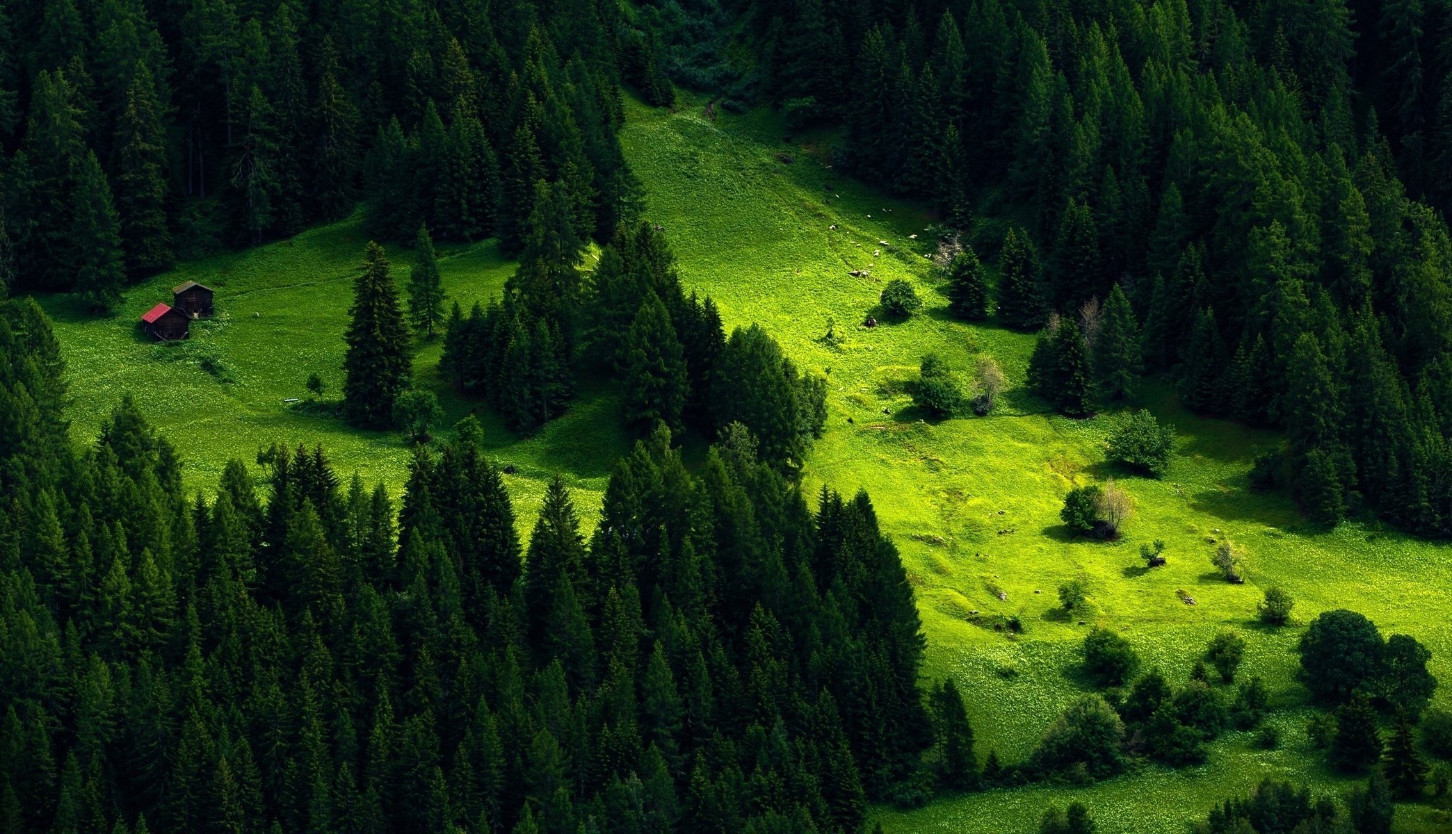 hang berge nadelwald gebäude sommer