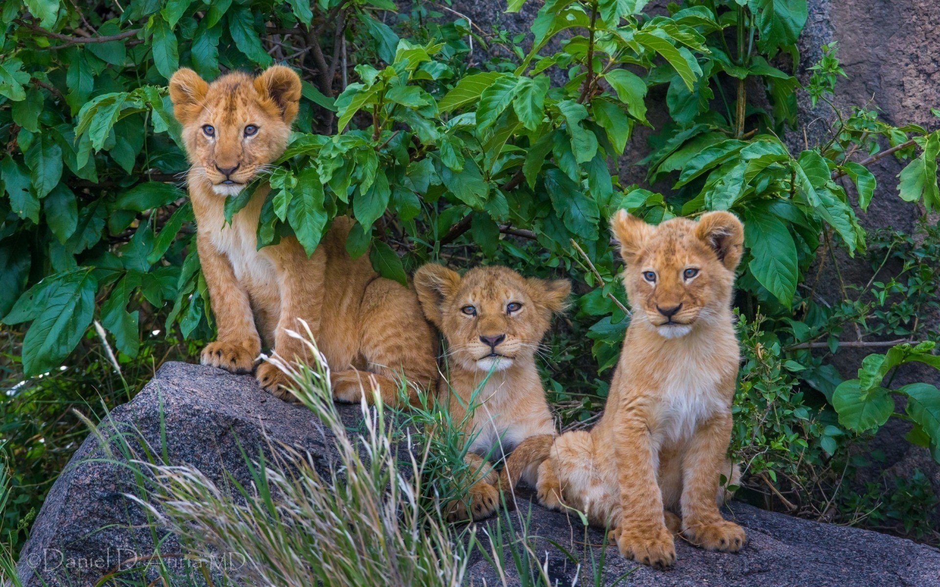 lions pride the cubs nature