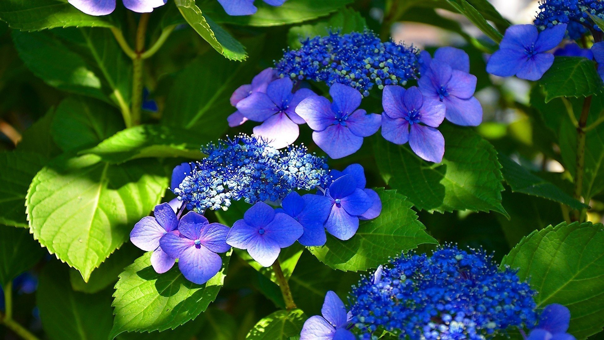 blu fiori bello