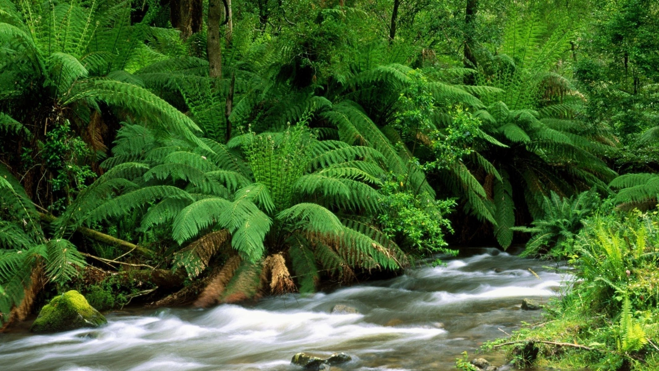 ferns landscape river