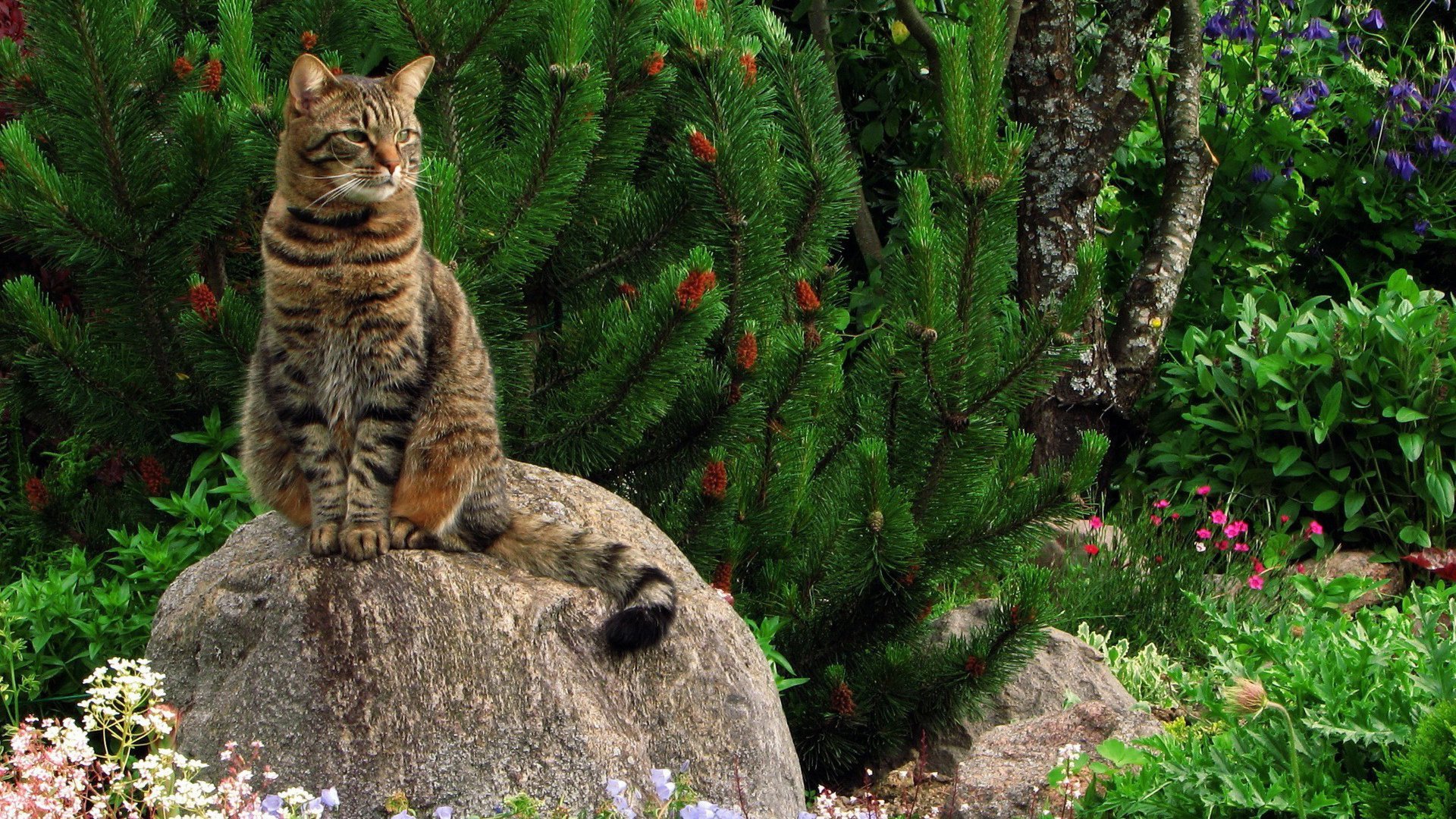 cat striped baleen