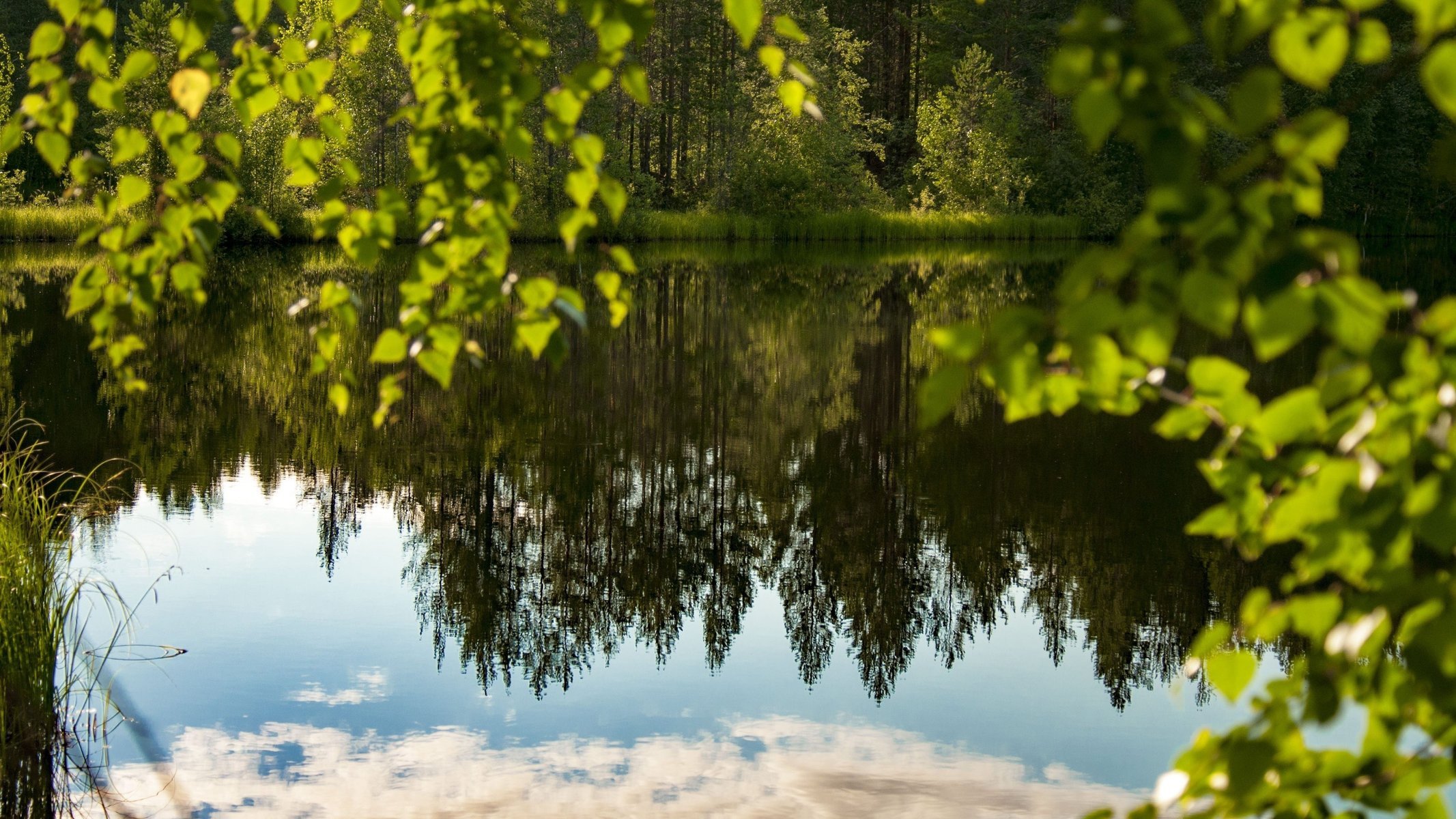 forest lake summer