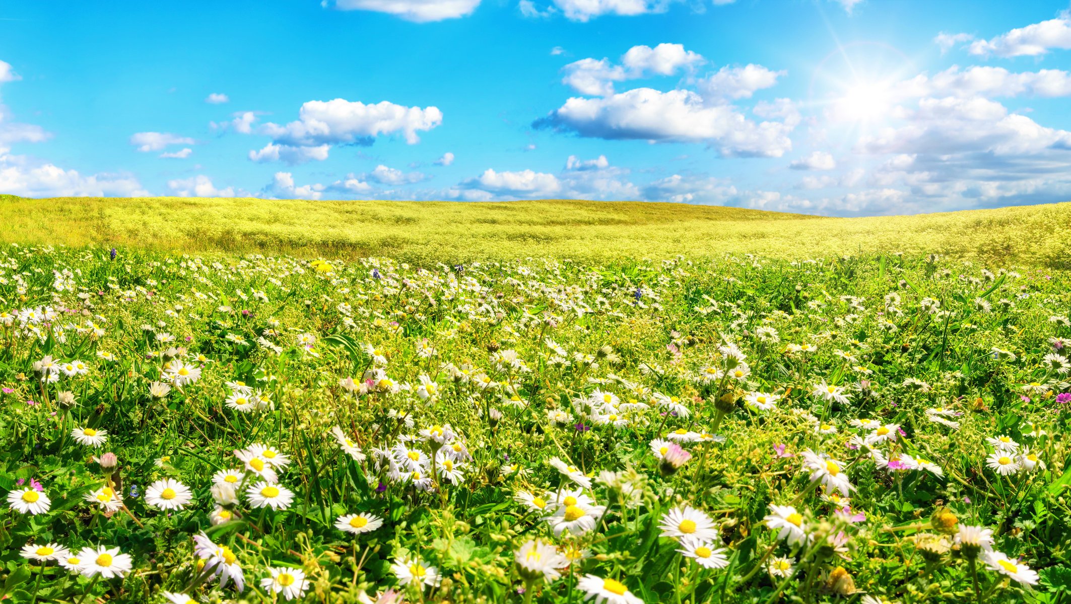 flowers summer field grass chamomile the sky the sun cloud