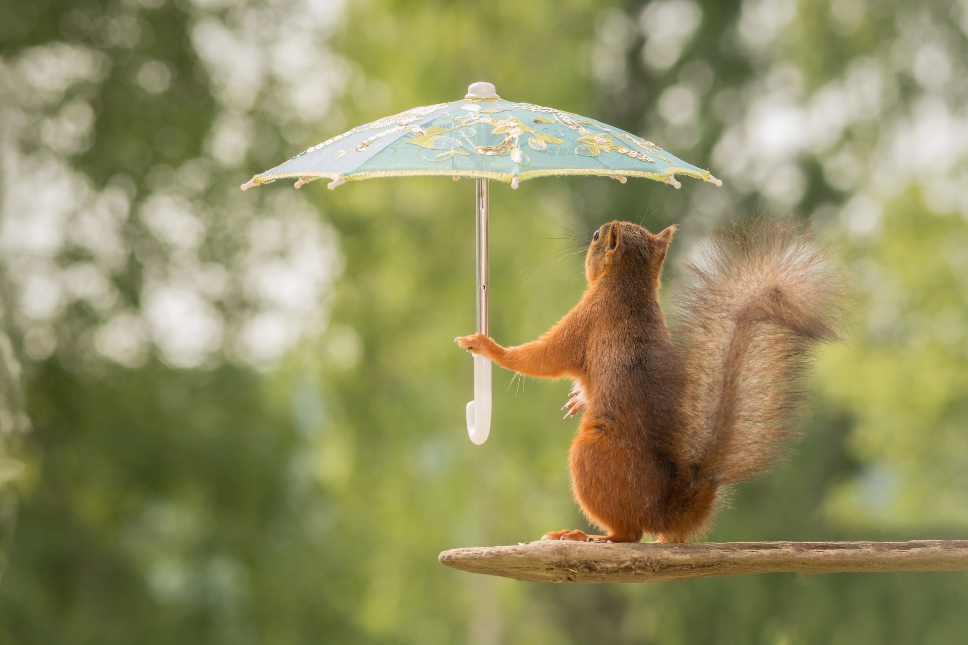 eichhörnchen rothaarige regenschirm