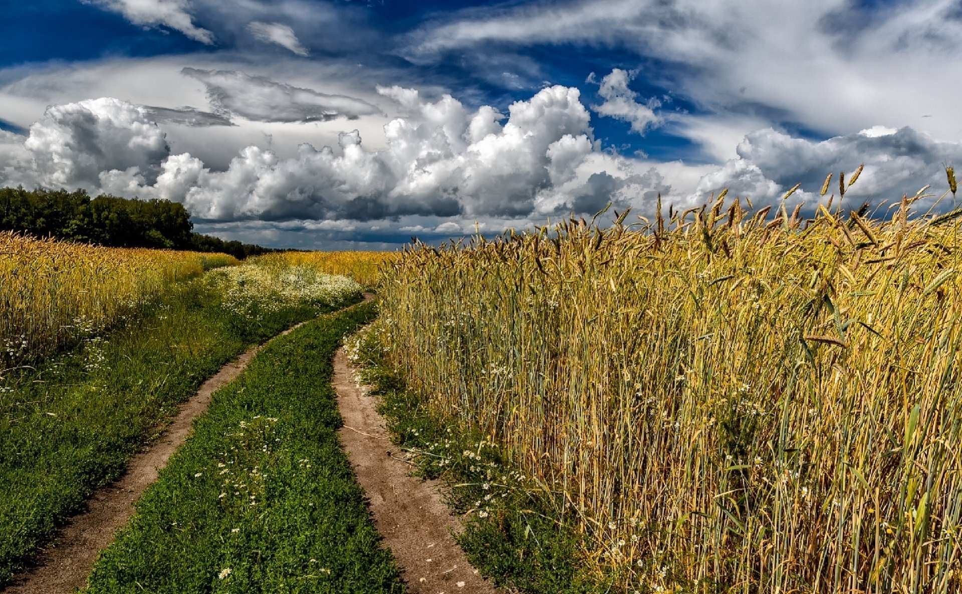 julia laptewa straße ährchen sommer himmel wolken feld roggen russland