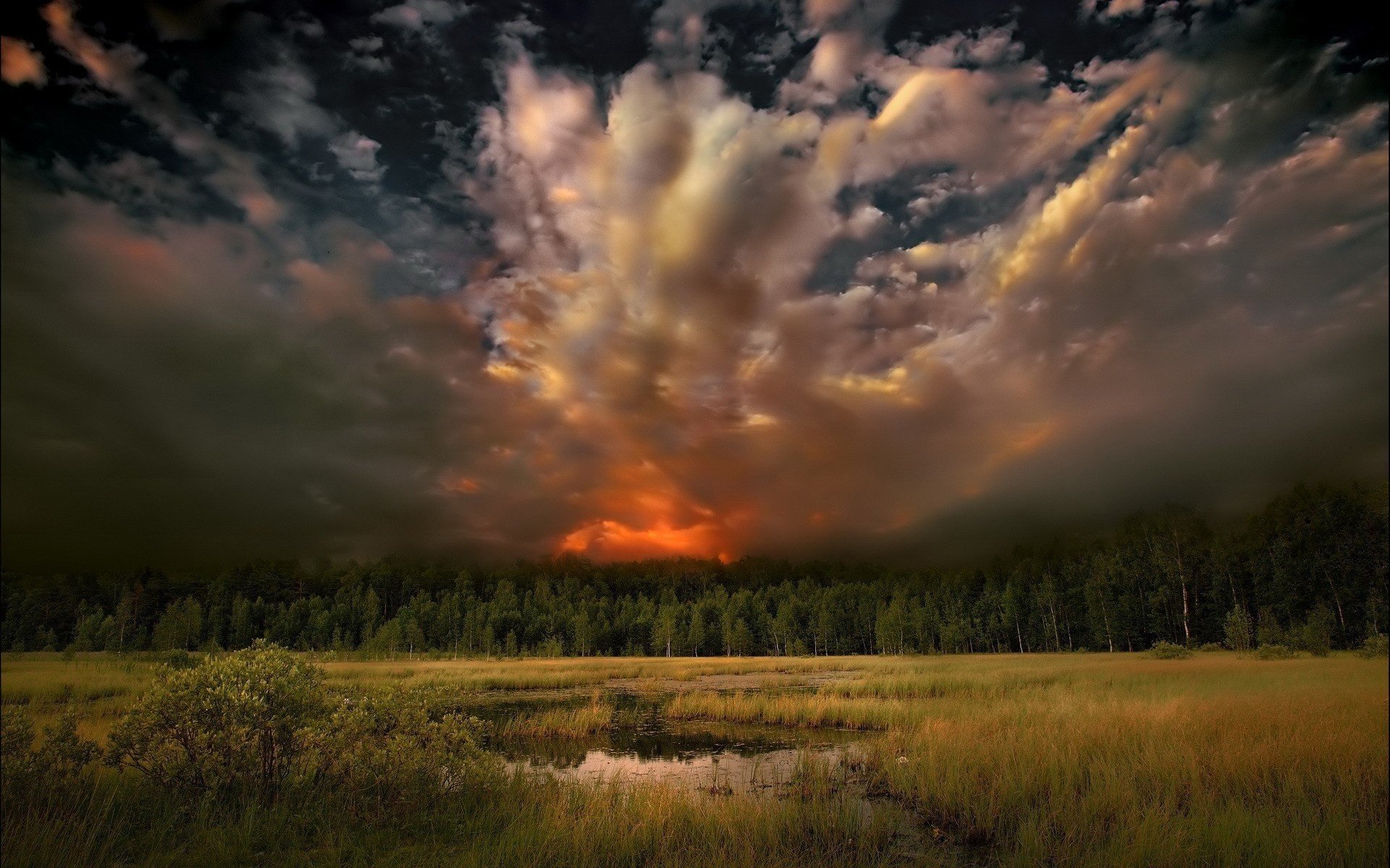 natura foresta fuoco elemento