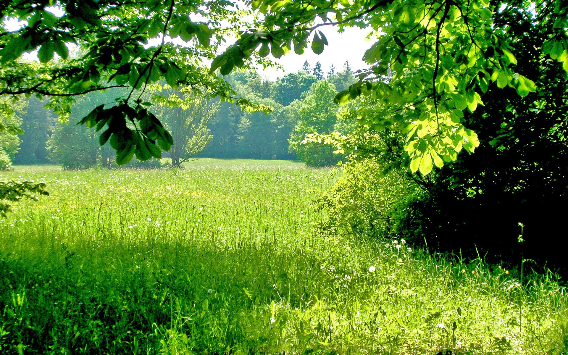 gras natur feld grün bäume wald sommer sonnenlicht