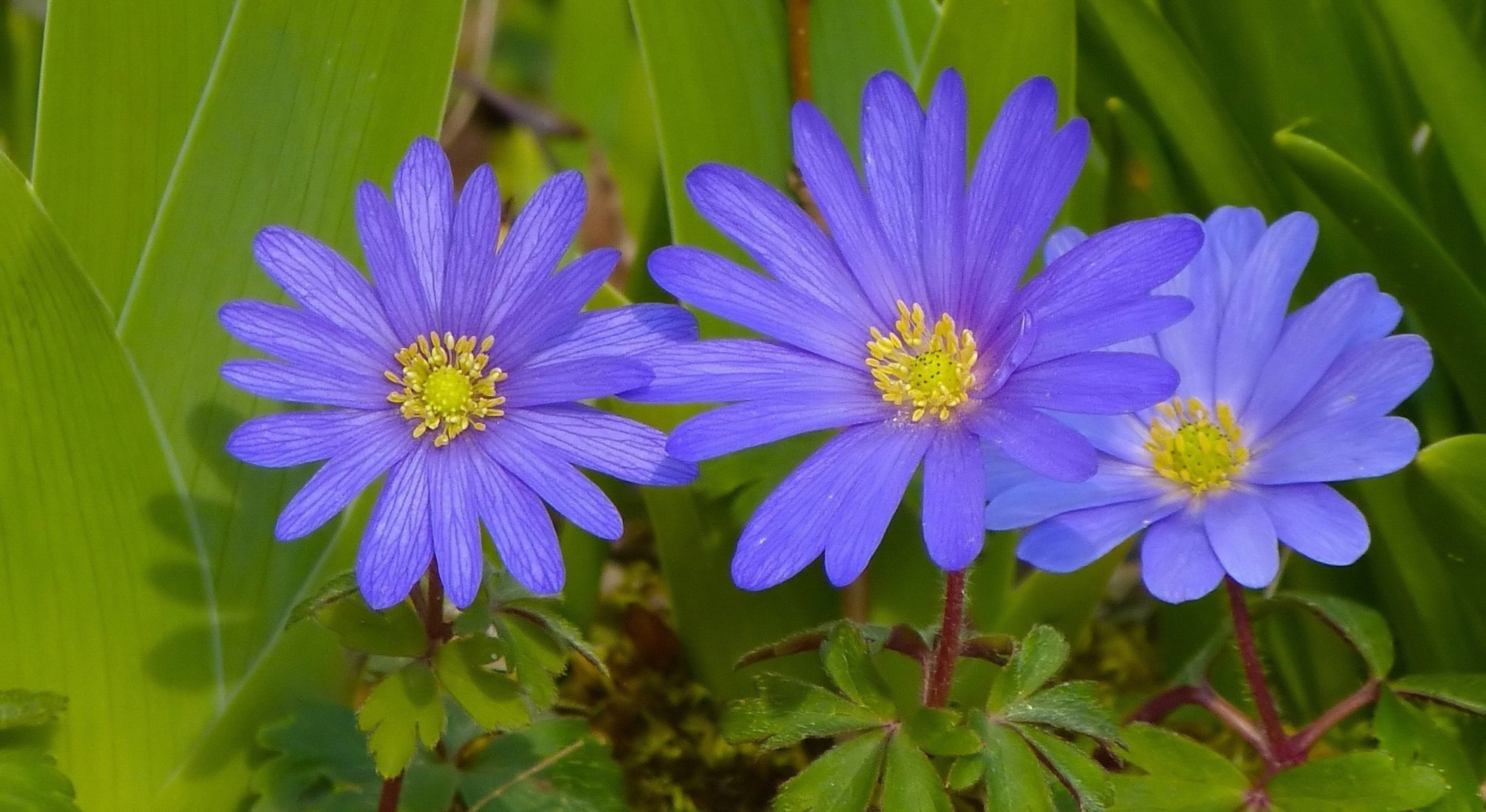 fleurs violet anémone gros plan printemps