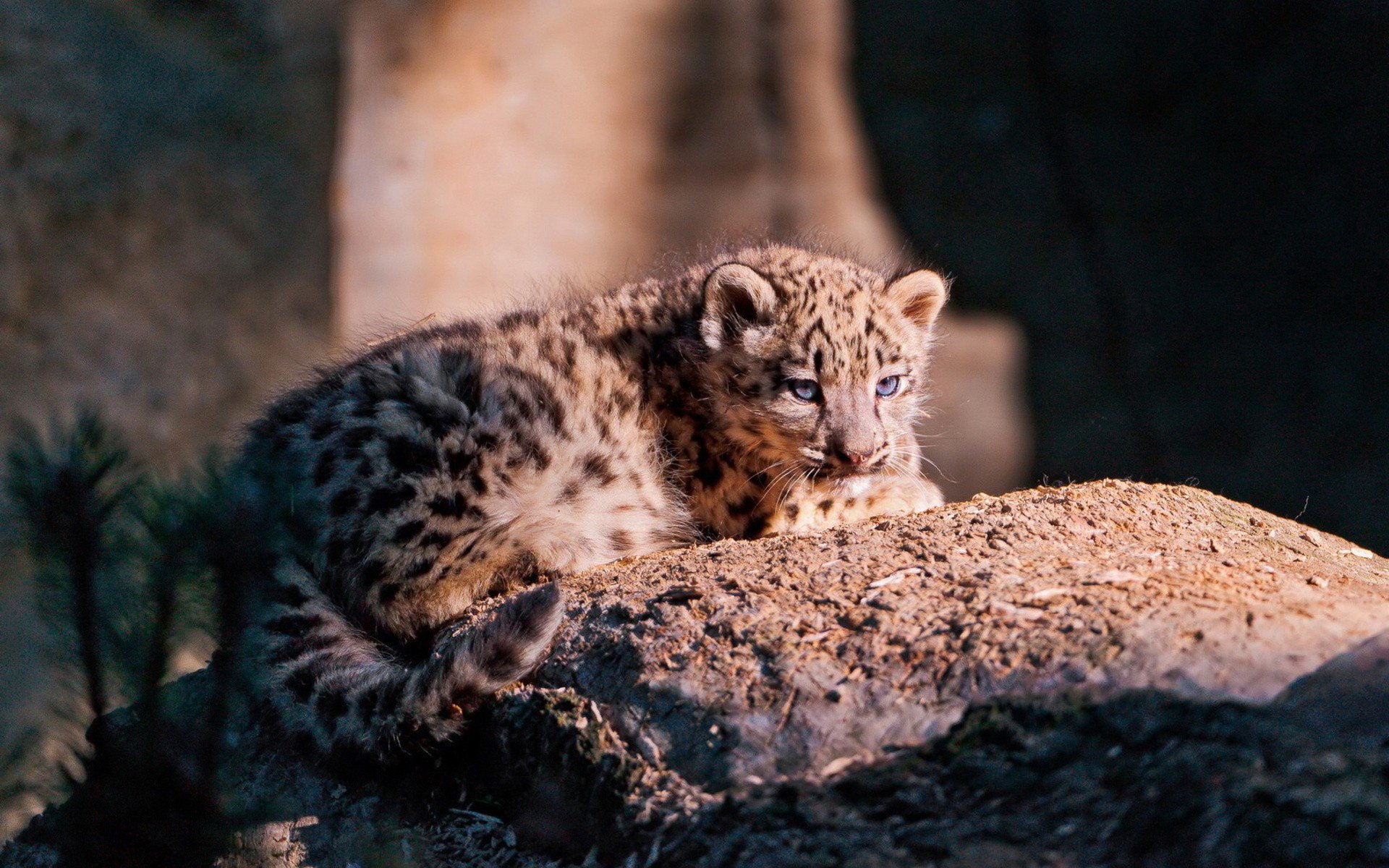 leopard tomcat