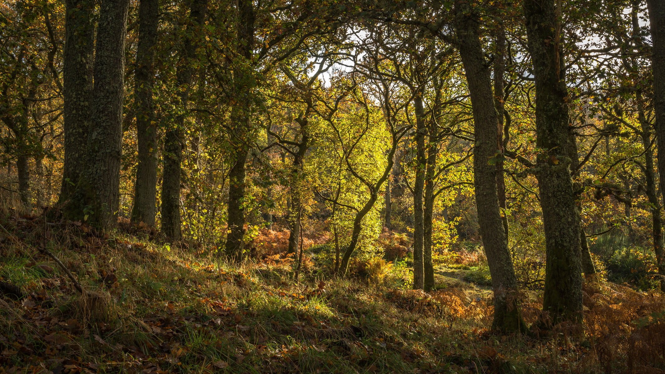 the trunk of the tree scotland forest trees nature