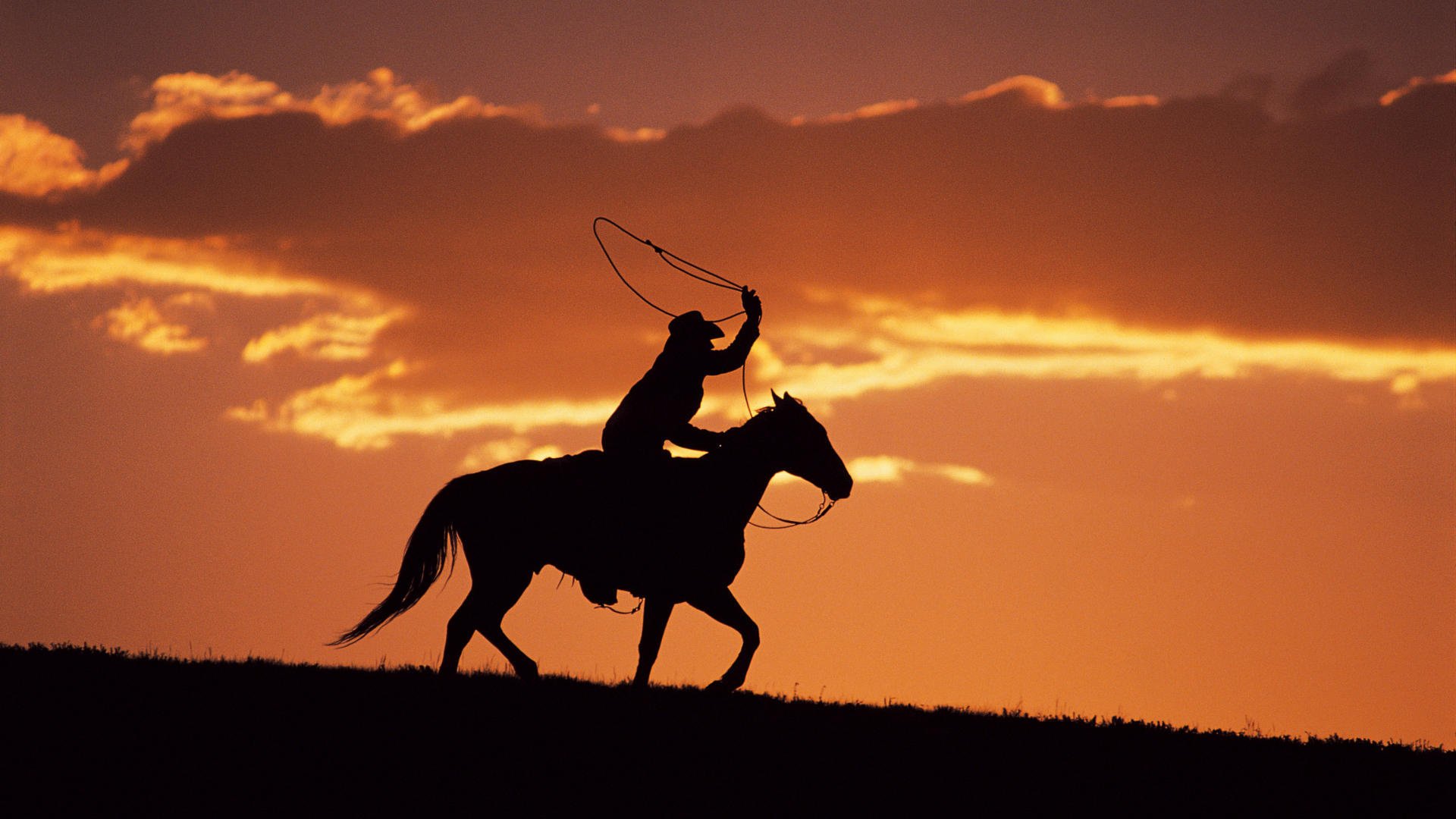 soirée silhouette cowboy cheval lasso