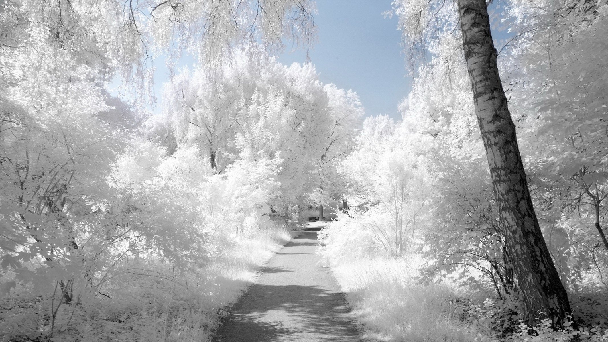 bouleau givre neige blanc arbres route