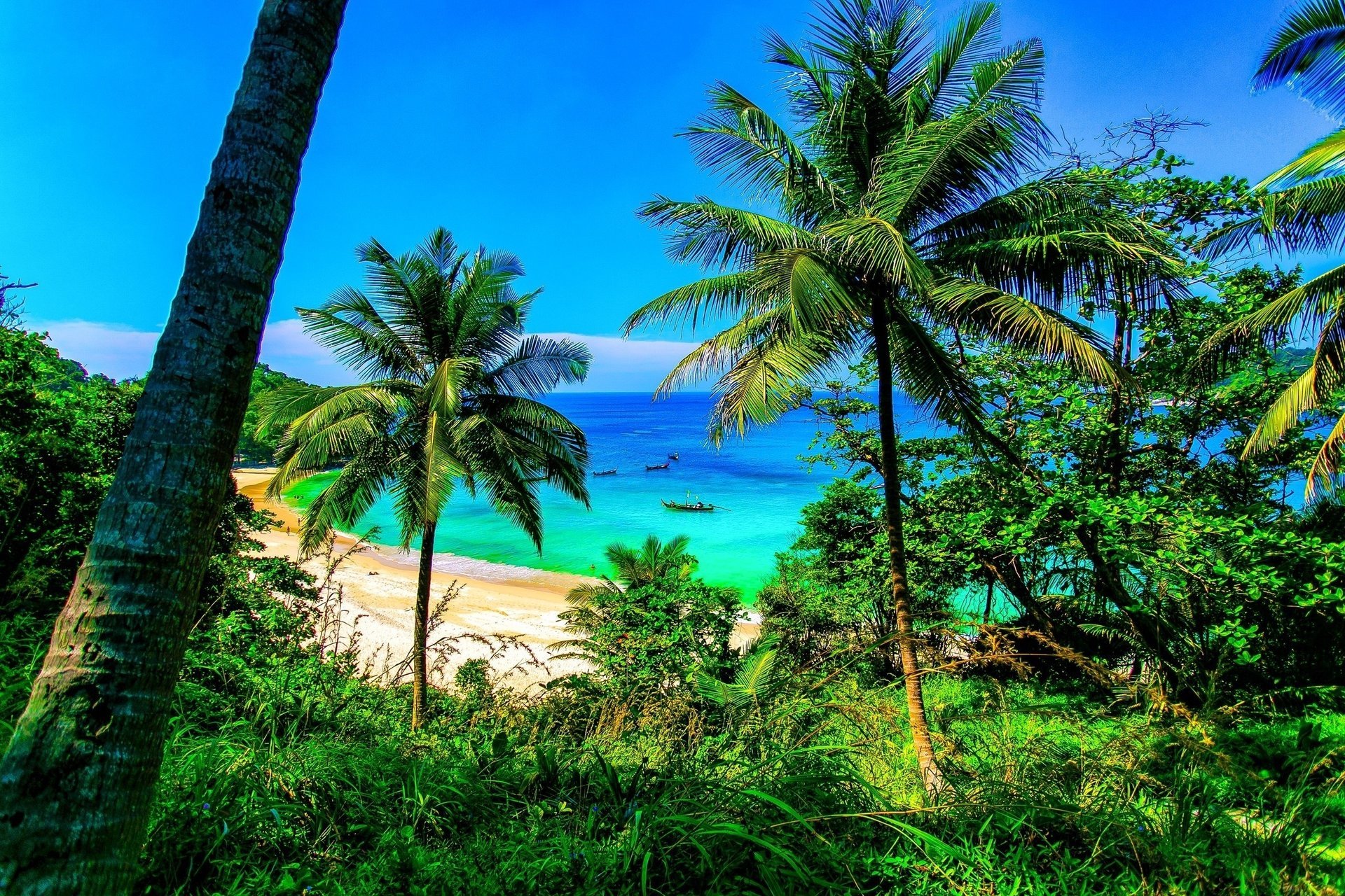 thailand nature tropics beach palm tree