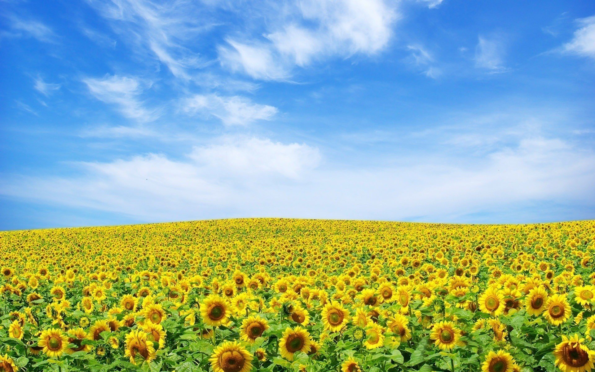 ukraine summer sunflowers the sky