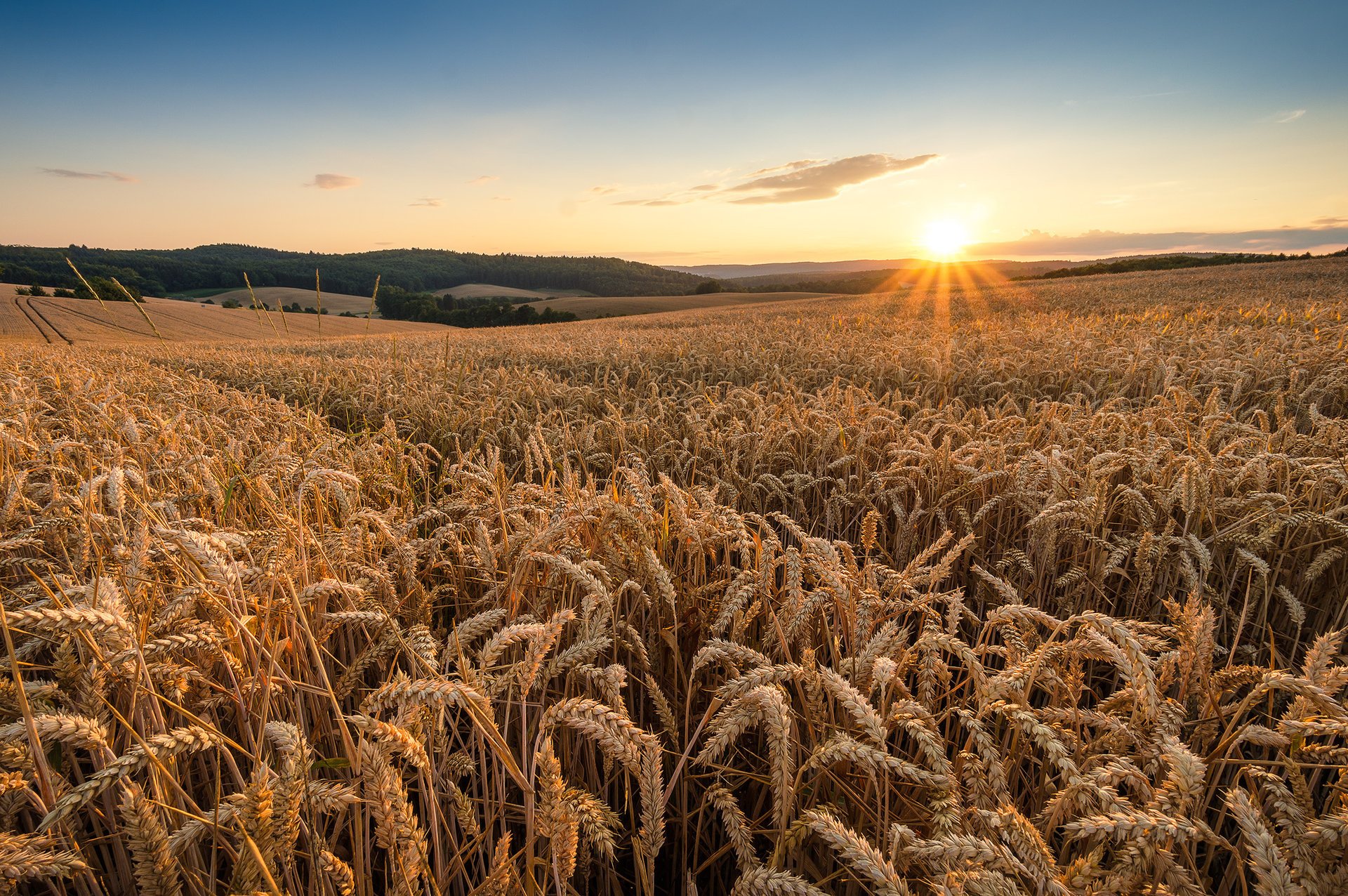 field wheat morning dawn nature summer