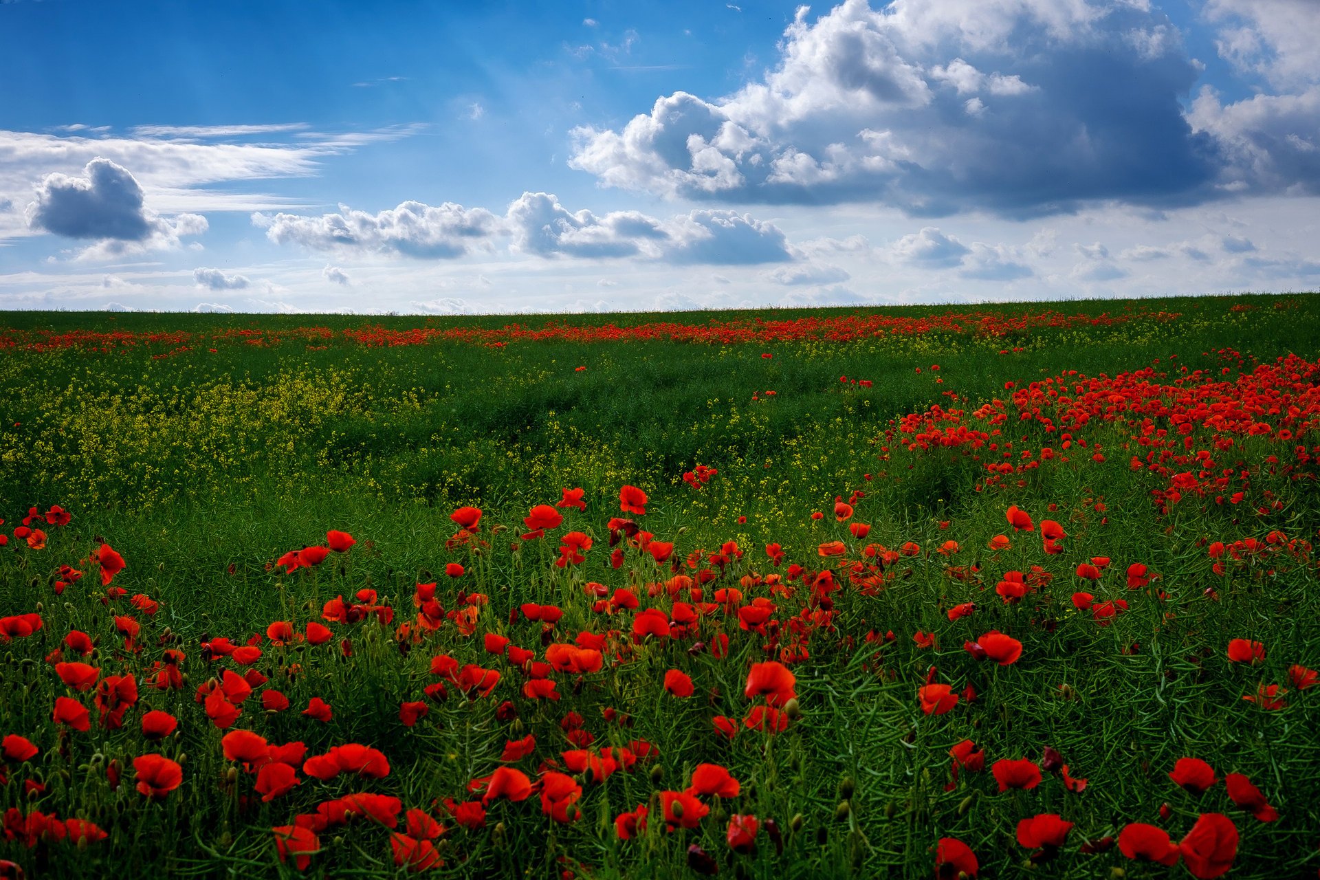 fleurs été champ ciel coquelicots beaucoup nuages herbe nature