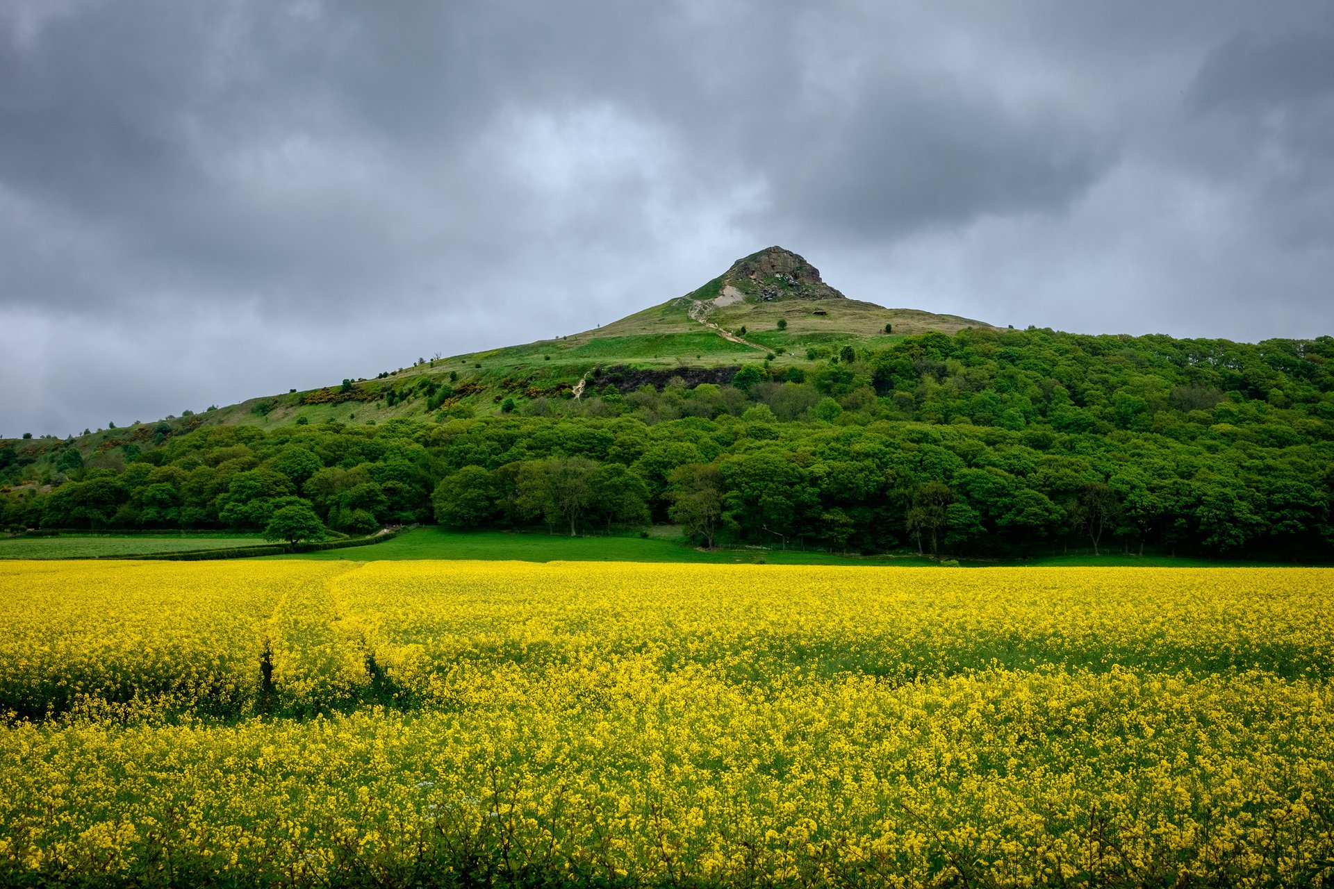 natura inghilterra campi estate colza