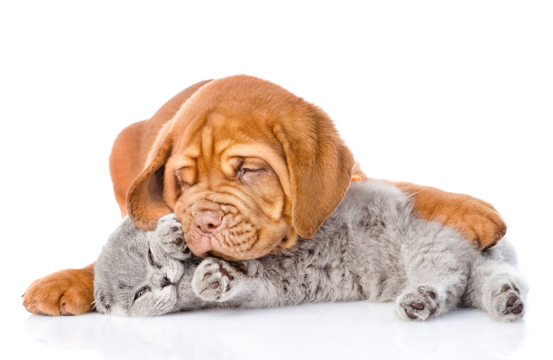 gran danés perro gato británico foto positivo fondo claro