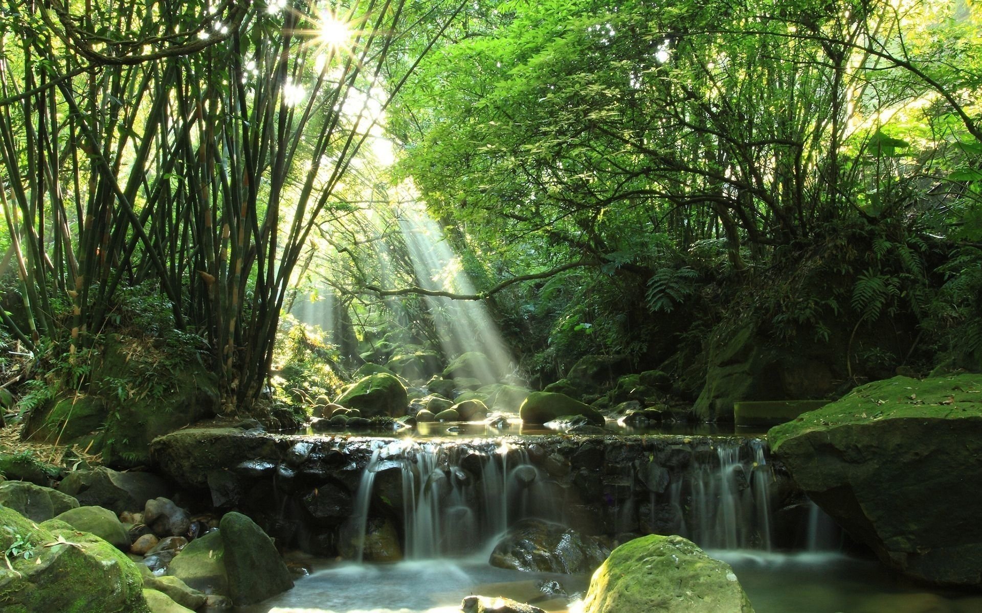 bosque río verano rayos