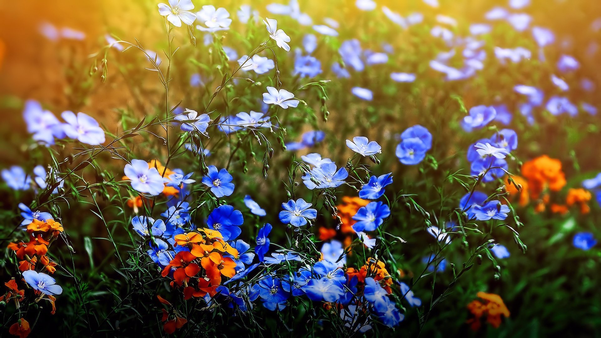 flores prados campo verano