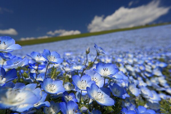 A field of soft blue flowers