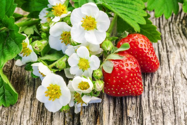 White strawberry flowers with fruit