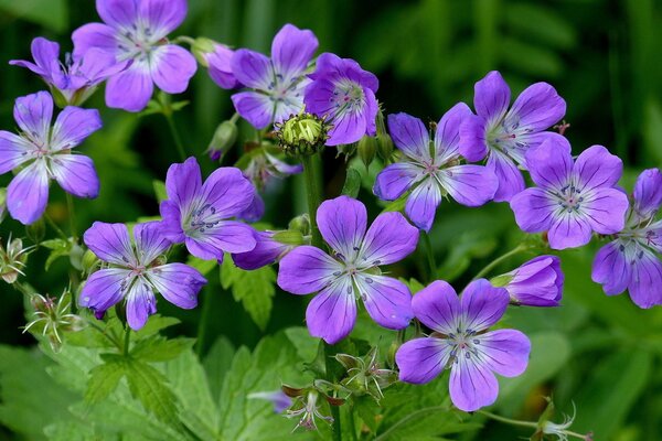 Fleurs violettes bouchent