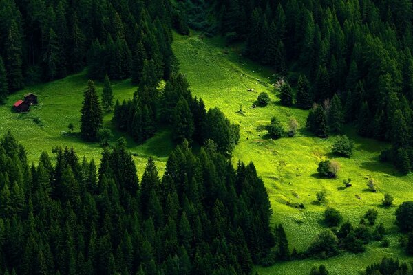 Edifici nella foresta di conifere in estate