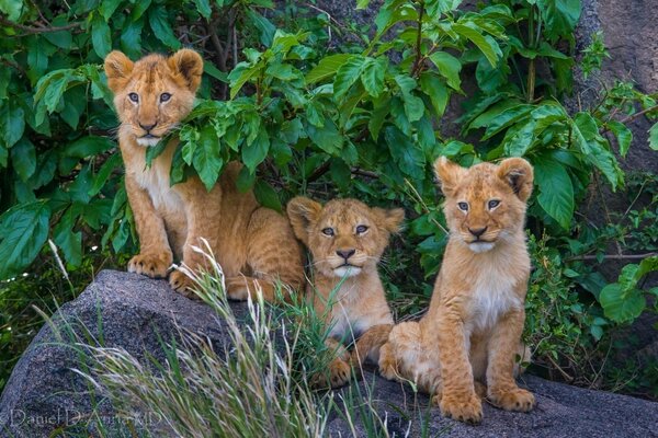 Lion cubs from the same pride in the wild