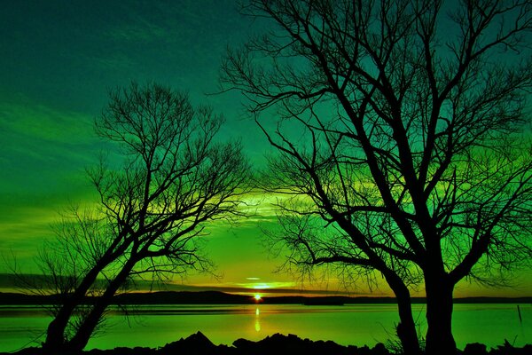 Tramonto verde attraverso gli alberi