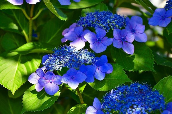 Beautiful blue flowers in spring