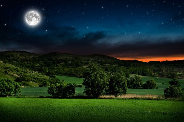 Hermoso bosque y cielo estrellado por la noche