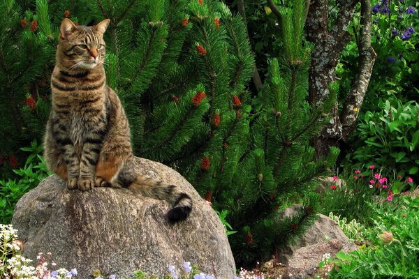 Striped mustachioed cat meditates on a warm stone