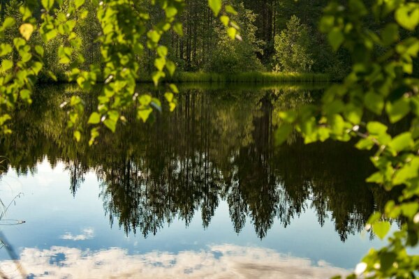 Mirror lake in the summer forest