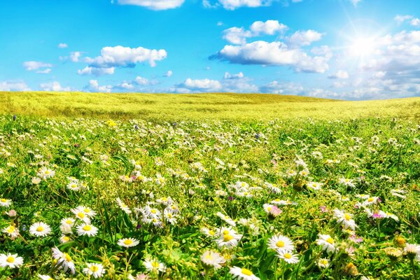 A field with daisies under a blue sky