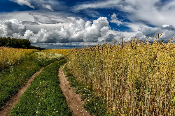 White clouds over a wheat field