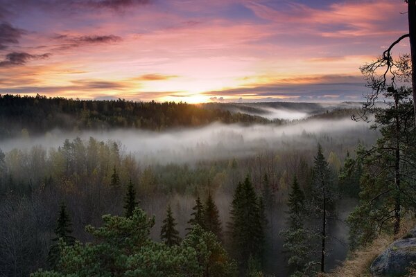 Thick fog over the coniferous forest