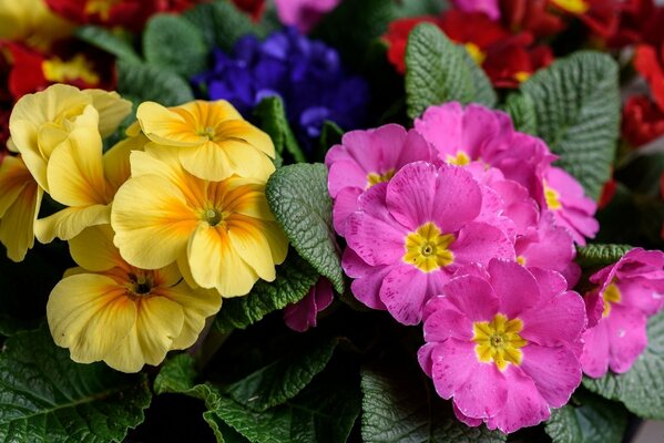 Hermosas flores amarillas y Rosadas