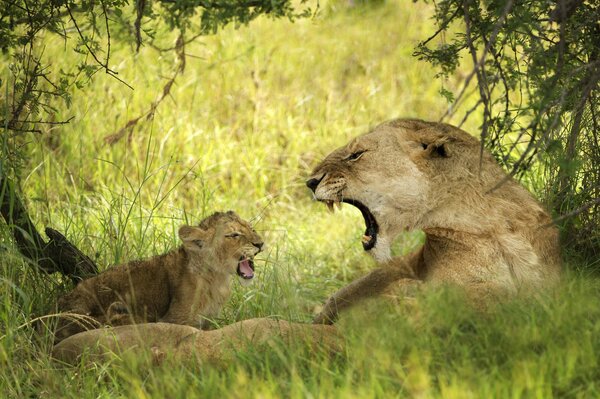 Löwin und Jungtier kommunizieren im Urlaub