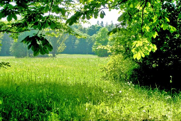 Sonnenlicht beleuchtet grünes Gras und Bäume