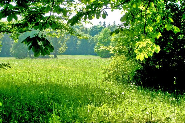 Солнечный свет освещает зелёную траву и деревья