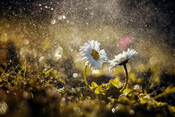 Marguerites par temps pluvieux en macro