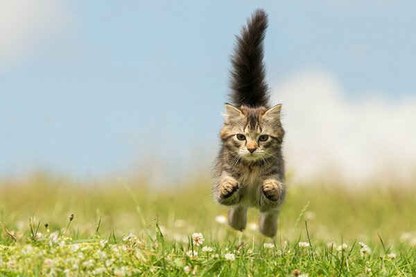 Gatito corriendo juguetonamente sobre la hierba