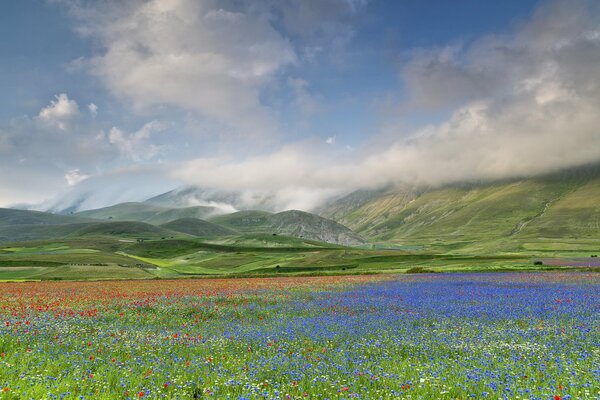 Cornflower field at the foot of the mountains