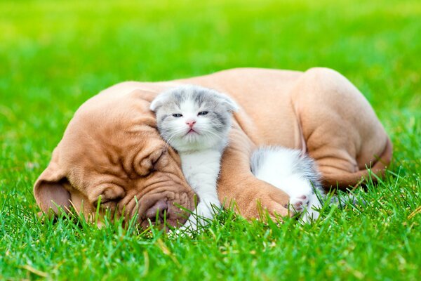 Perro Bulldog durmiendo con un gatito