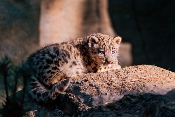 The leopard is watching in a beautiful pose