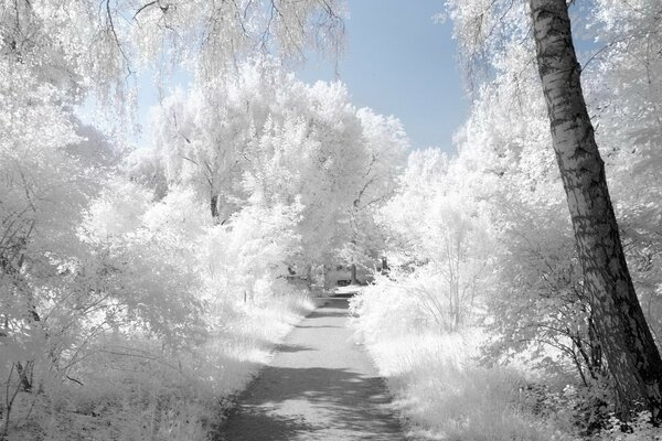 Alberi bianchi e la strada che si allontana in lontananza