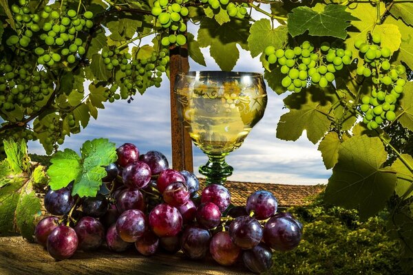 Bodegón vino blanco y uvas rojas